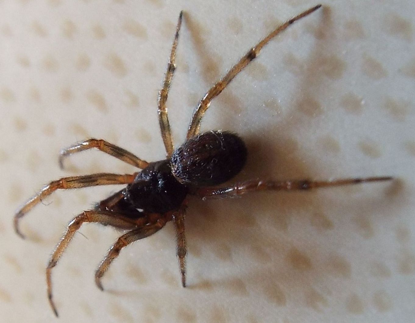 Steatoda bipunctata - Vigo di Fassa (TN)